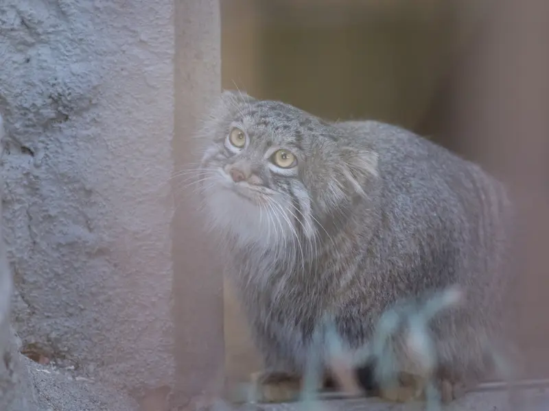 Фотография Фиги в Зоопарке Ногеяме