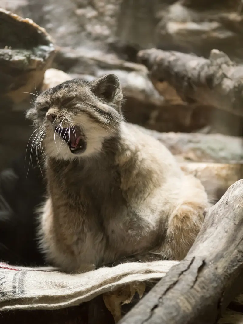 Фотография Примулы в Зоопарке Уено