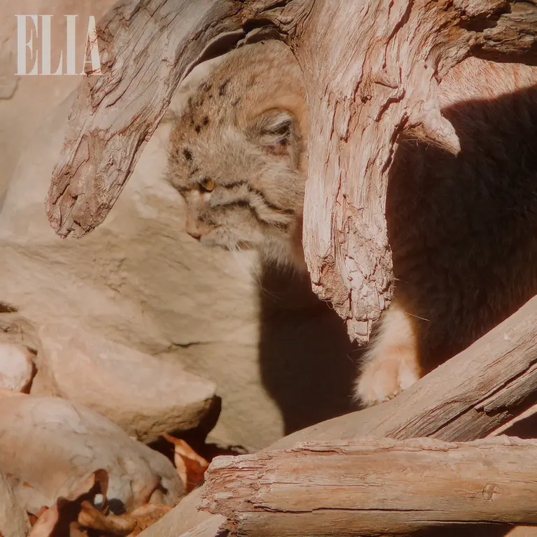 Фотография Олафа в Зоопарке Калгари / Институте Уайлдере