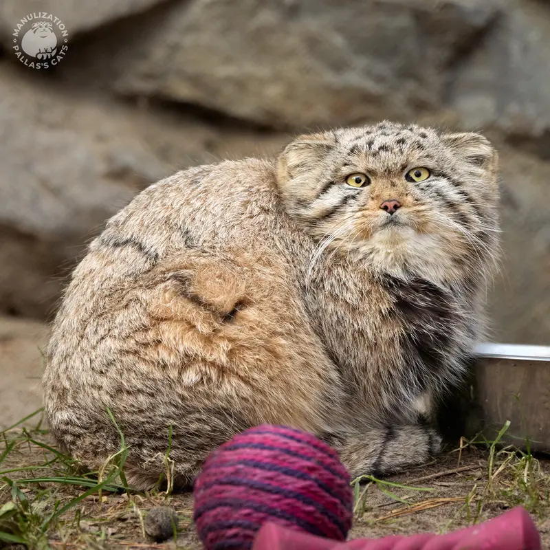 Фотография Рыжего в Новосибирском Зоопарке