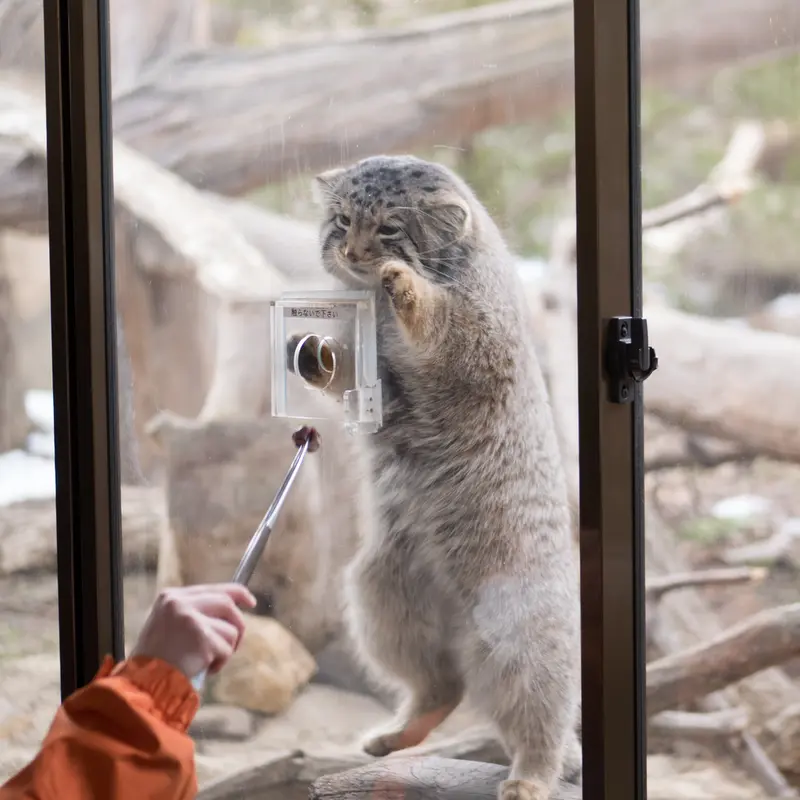 Фотография Нагому в Царстве Животных Насу
