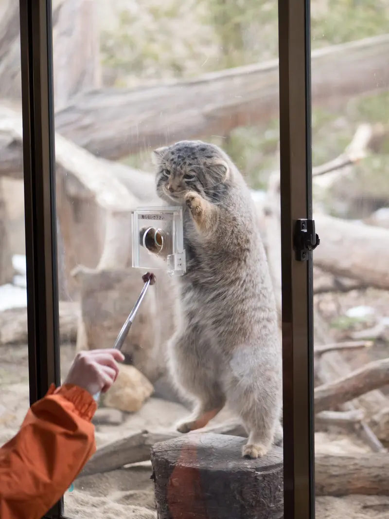 Фотография Нагому в Царстве Животных Насу