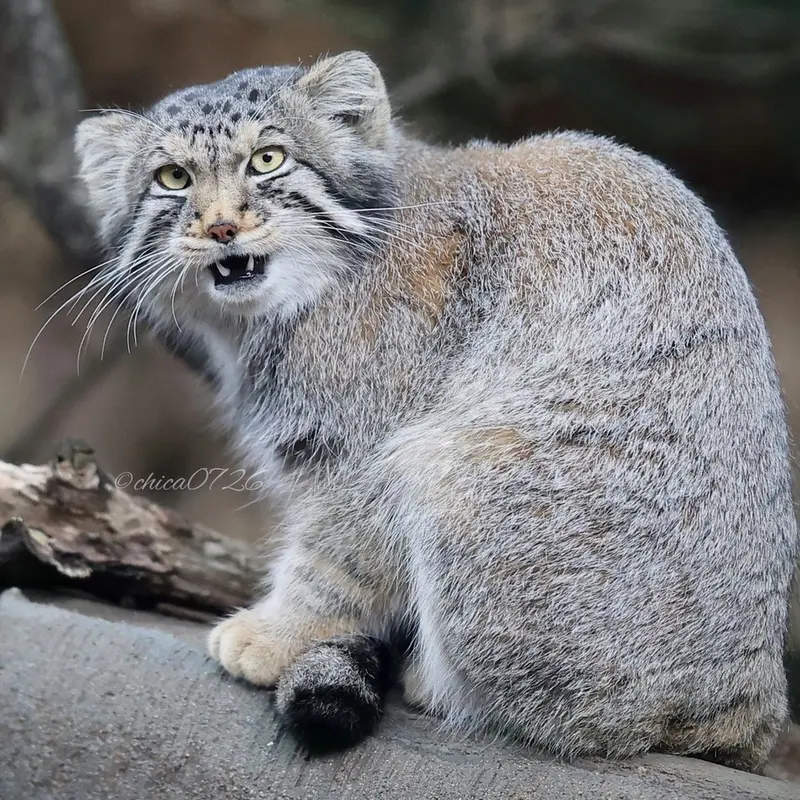 Фотография Нагому в Царстве Животных Насу