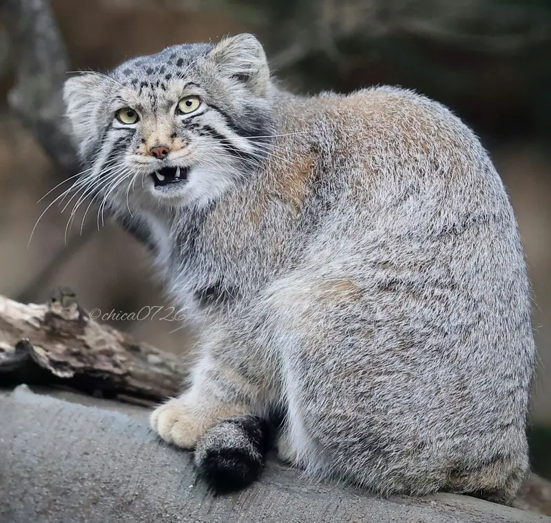 Фотография Нагому в Царстве Животных Насу