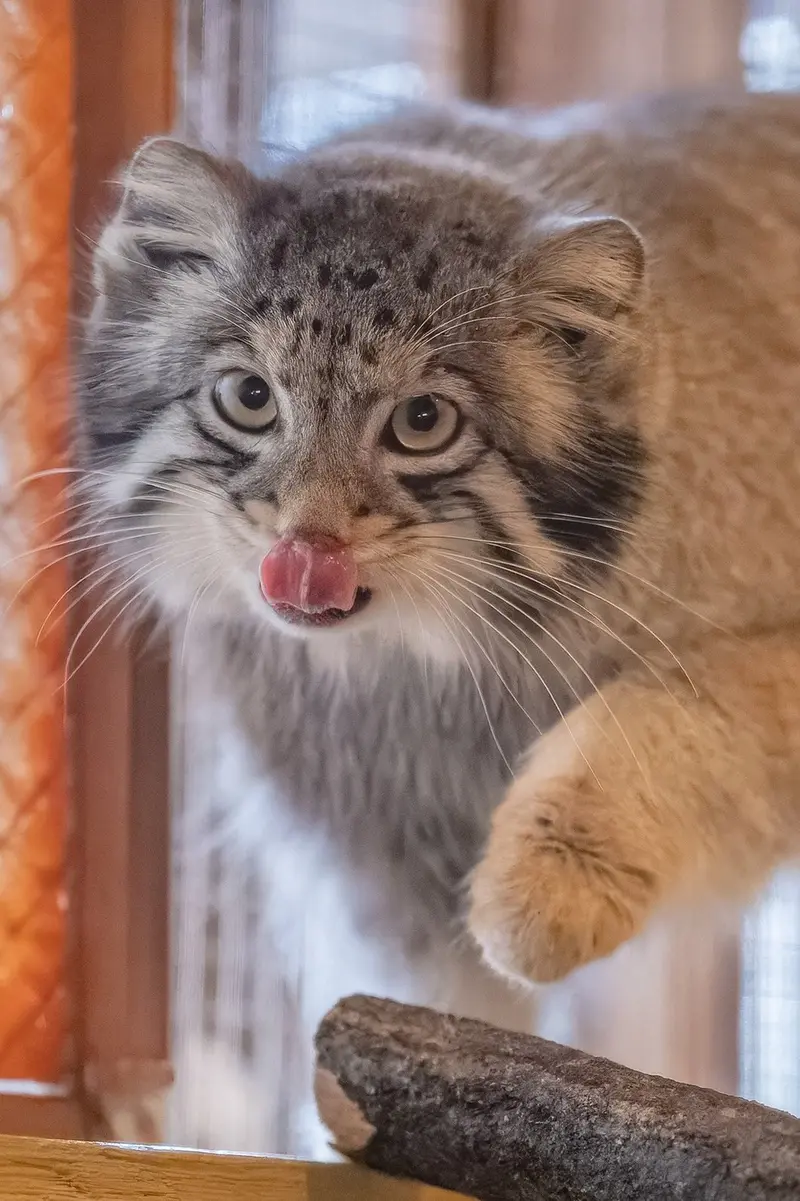 Фотография с манулом