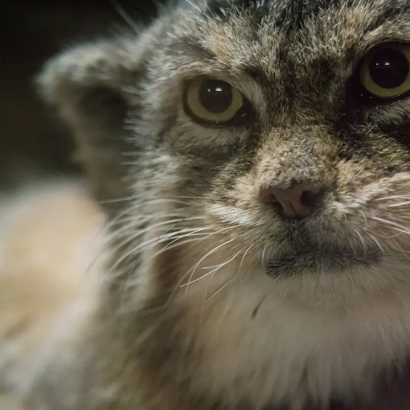 Фотография Примулы в Зоопарке Уено