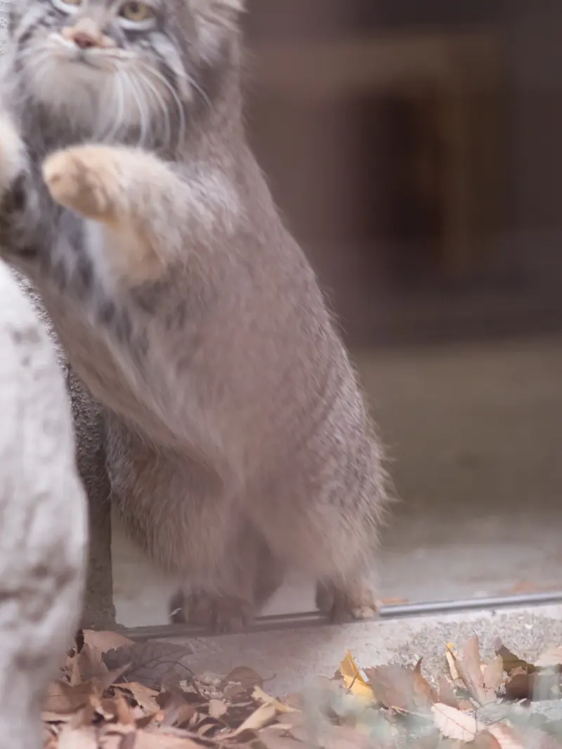 Фотография Фиги в Зоопарке Ногеяме