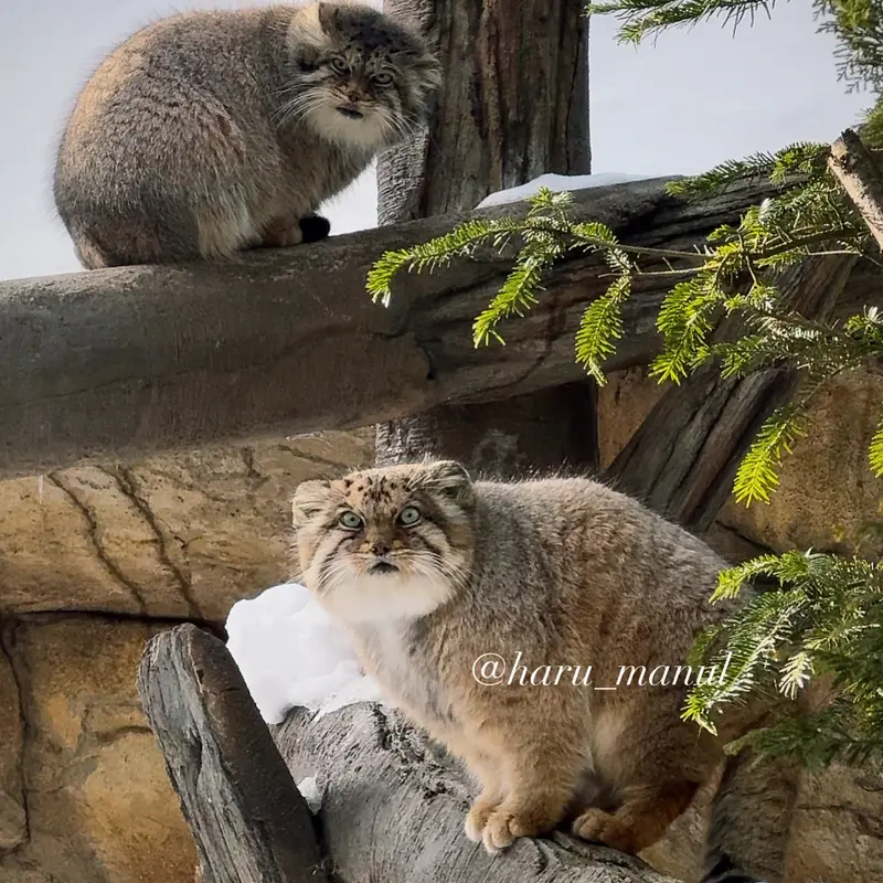 Фотография Бора и Полли в Царстве Животных Насу