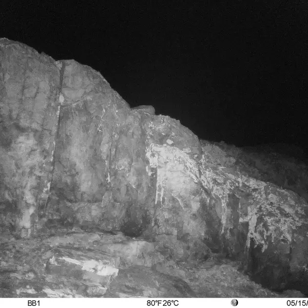 Фотография Плоскочерепнаи Полёвки с фотоловушки Актас-Кункора