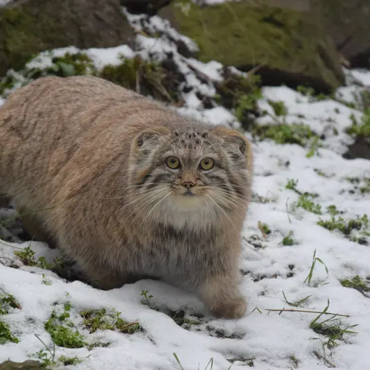 Фотография Люси в Будапештском Зоопарке