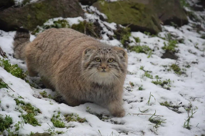 Фотография Люси в Будапештском Зоопарке