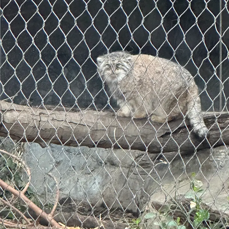 Фотография Сарнай в Зоопарке Проспект-парка