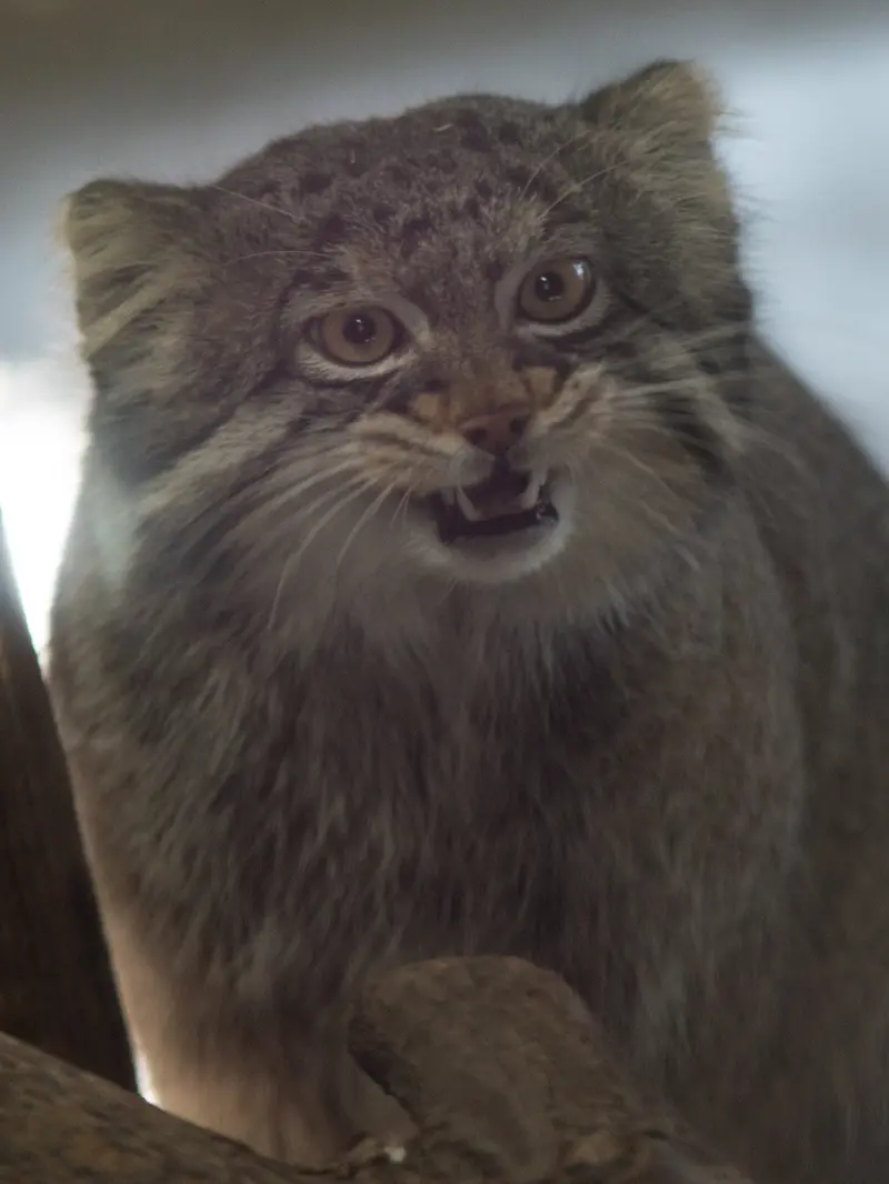 Фотография Фиги в Зоопарке Ногеяме