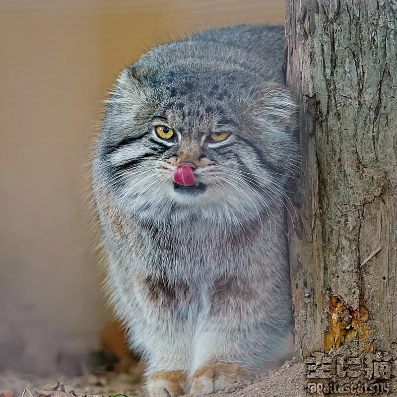 Фотография с манулом