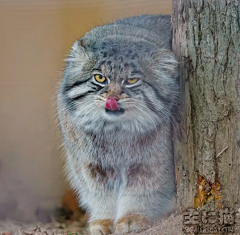 Фотография с манулом