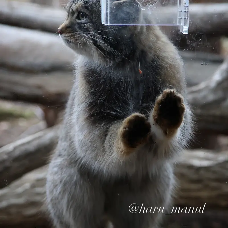 Фотография Нагому в Царстве Животных Насу