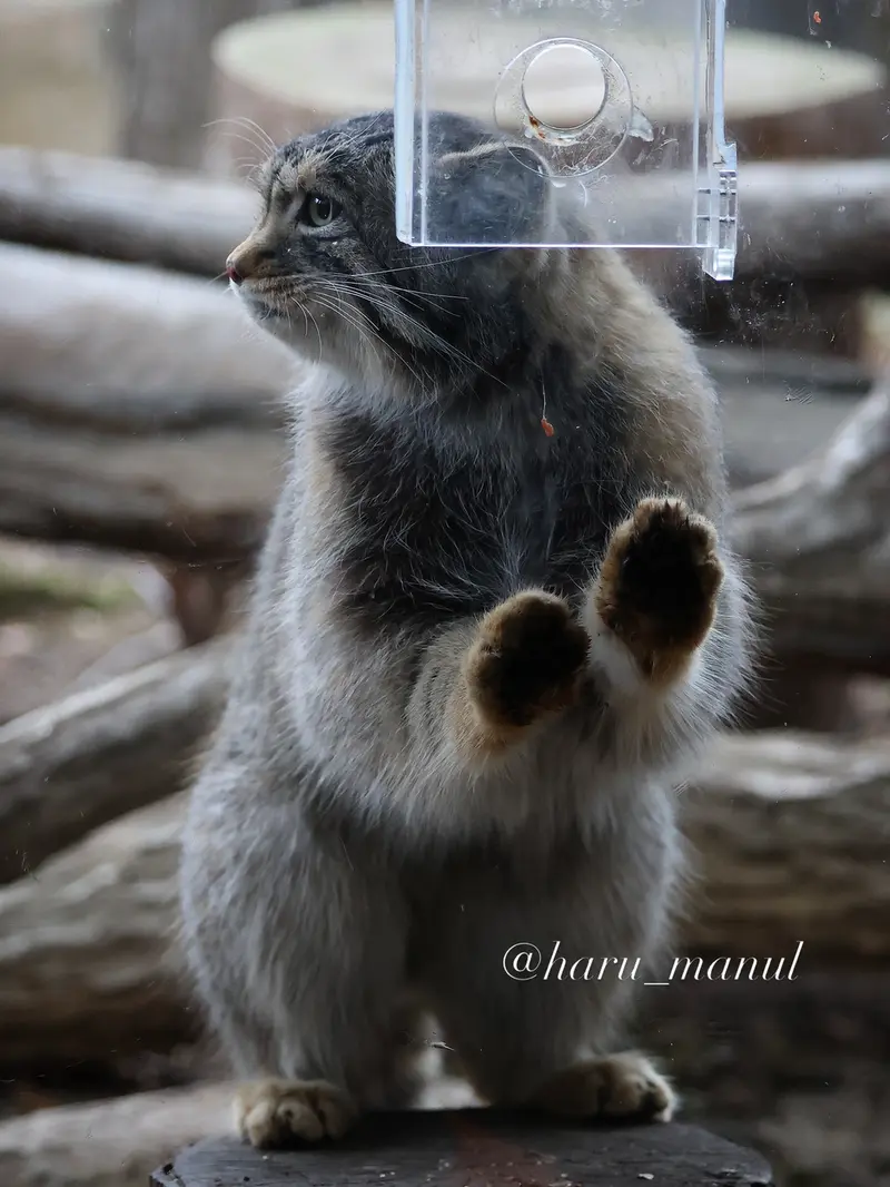 Фотография Нагому в Царстве Животных Насу