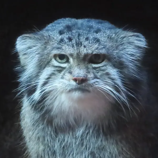 Фотография Клёна в Зоопарке Уено