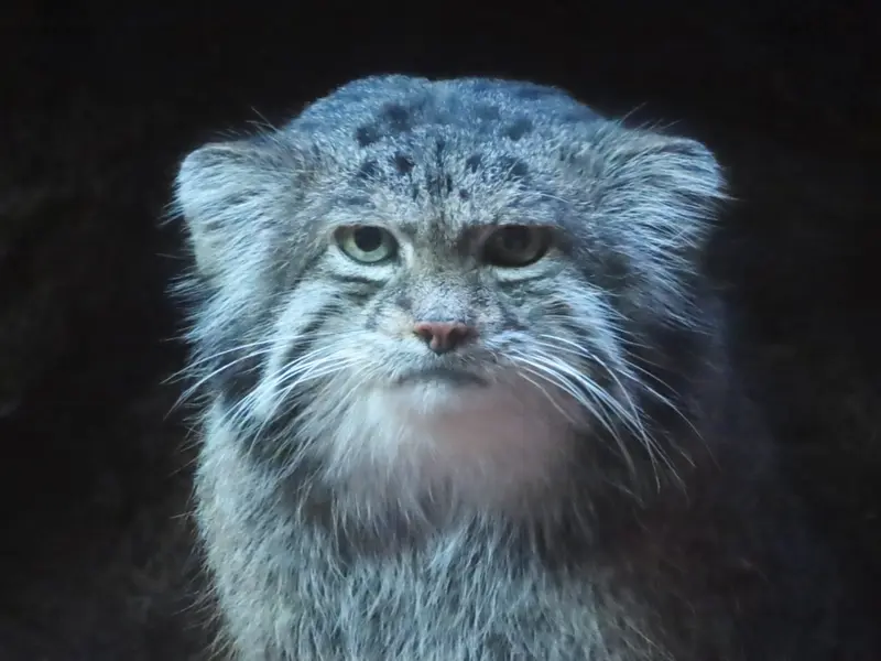 Фотография Клёна в Зоопарке Уено