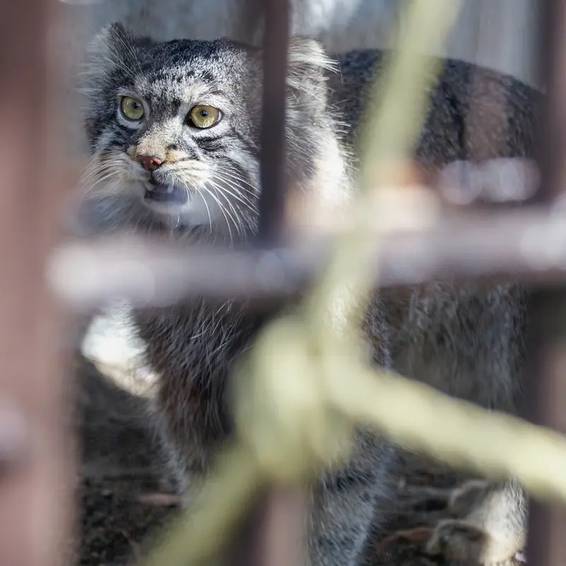 Фотография Фиги в Зоопарке Ногеяме