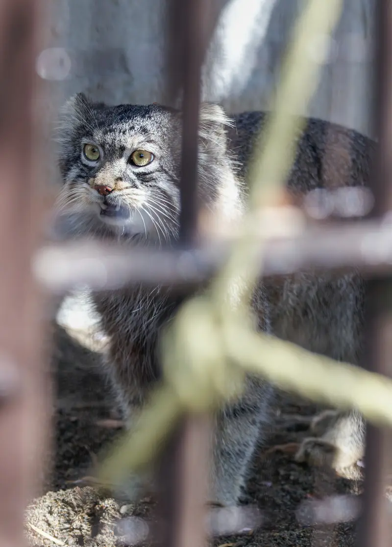 Фотография Фиги в Зоопарке Ногеяме
