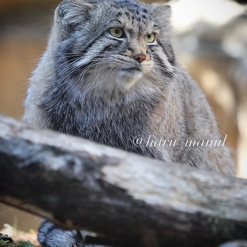 Фотография Нагому в Царстве Животных Насу