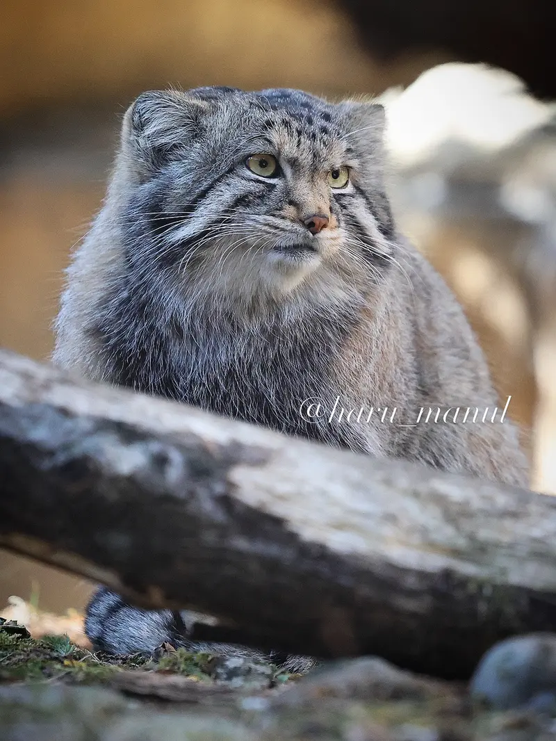 Фотография Нагому в Царстве Животных Насу