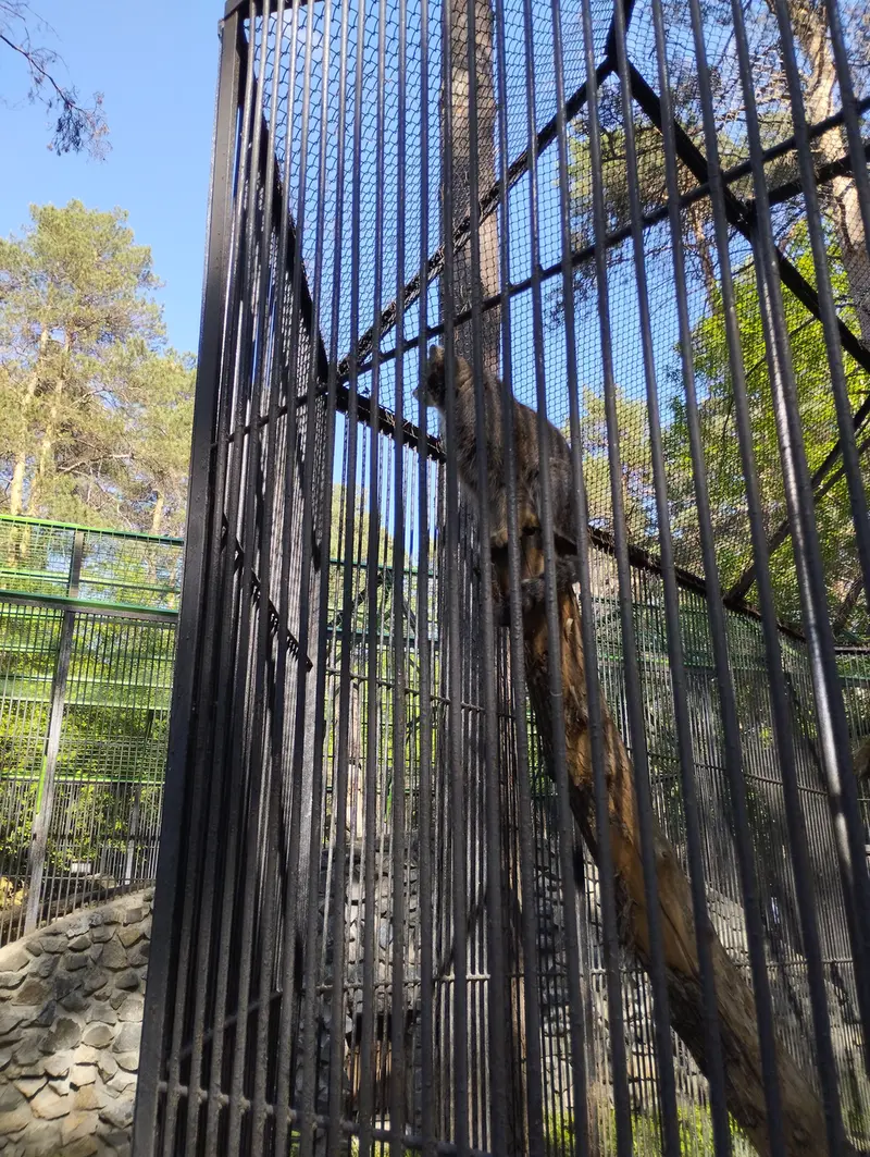 Фотография с манулом в Новосибирском Зоопарке