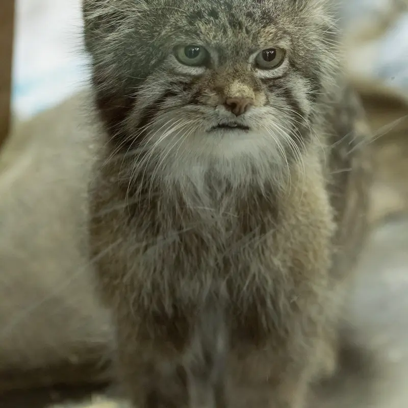 Фотография Клёна в Зоопарке Уено