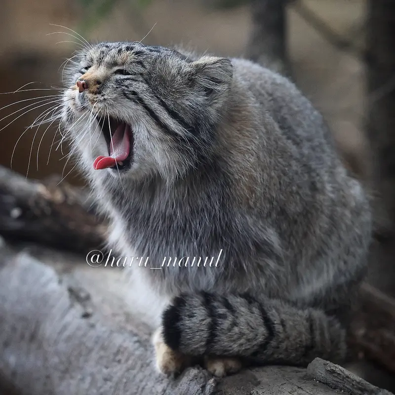 Фотография Нагому в Царстве Животных Насу