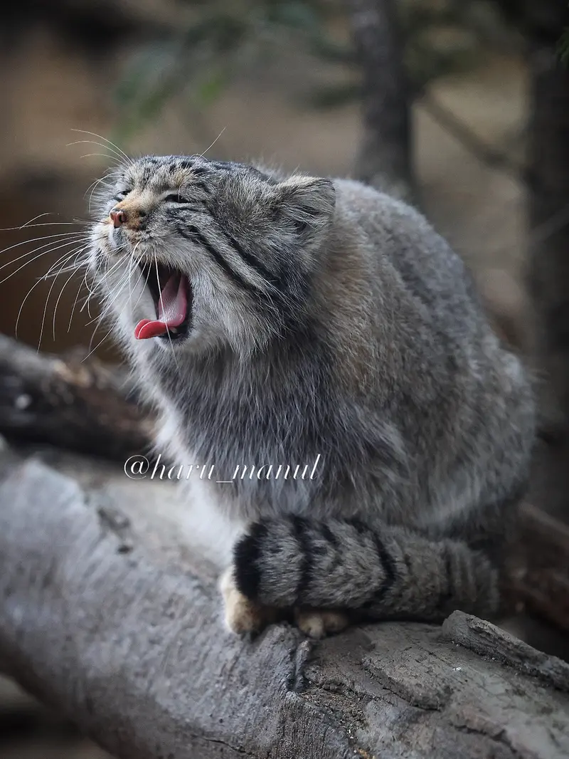 Фотография Нагому в Царстве Животных Насу