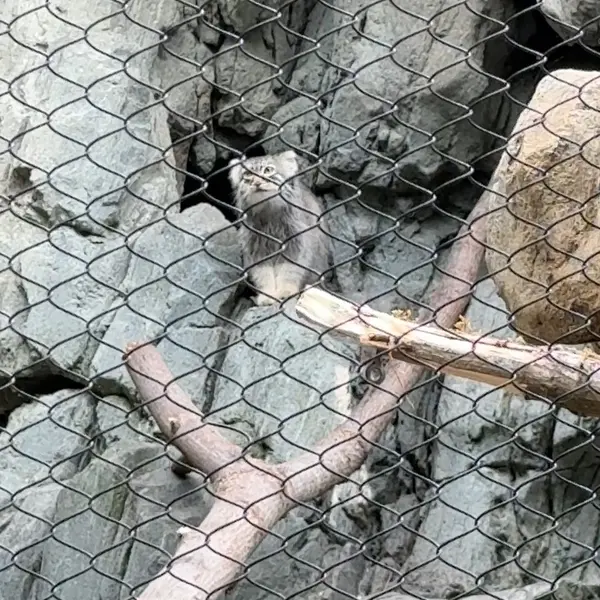 Фотография с манулом в Зоопарке Вудленд-Парк