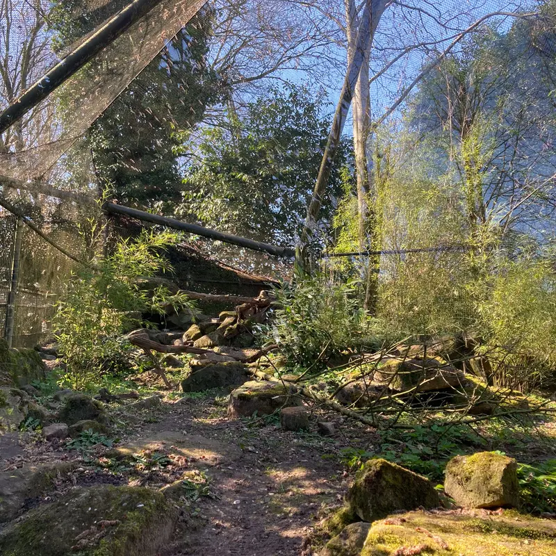 Фотография с манулом в Роттердамском Зоопарке