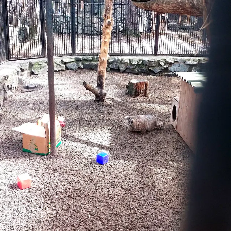 Фотография с манулом в Новосибирском Зоопарке