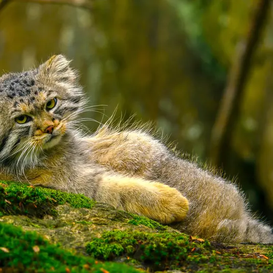 Фотография Томаса О’Мэлли в Норденс Арк