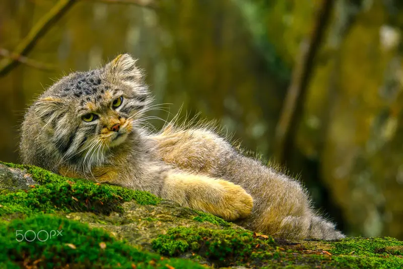 Фотография Томаса О’Мэлли в Норденс Арк