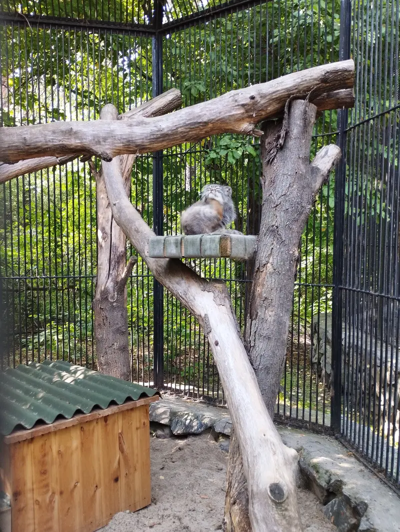 Фотография с манулом в Новосибирском Зоопарке