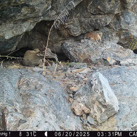 Фотография Аргали с фотоловушки Жунды 1