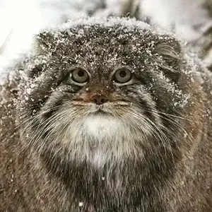 Фотография с манулом