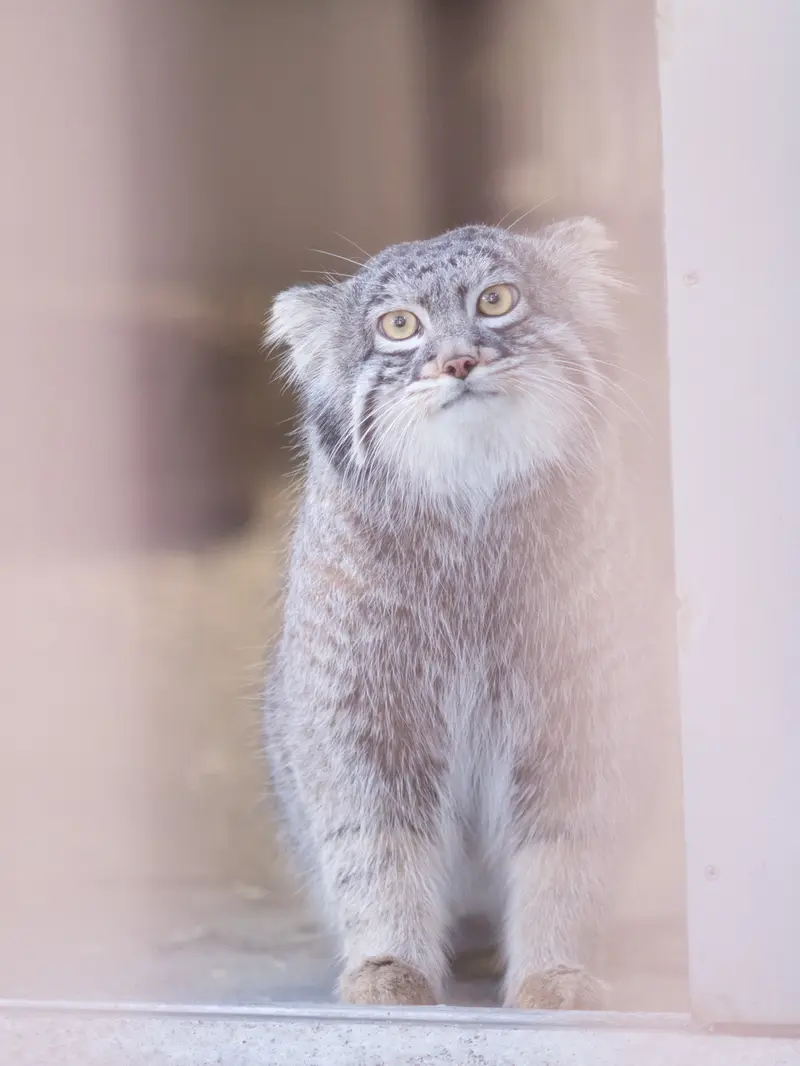 Фотография Фиги в Зоопарке Ногеяме