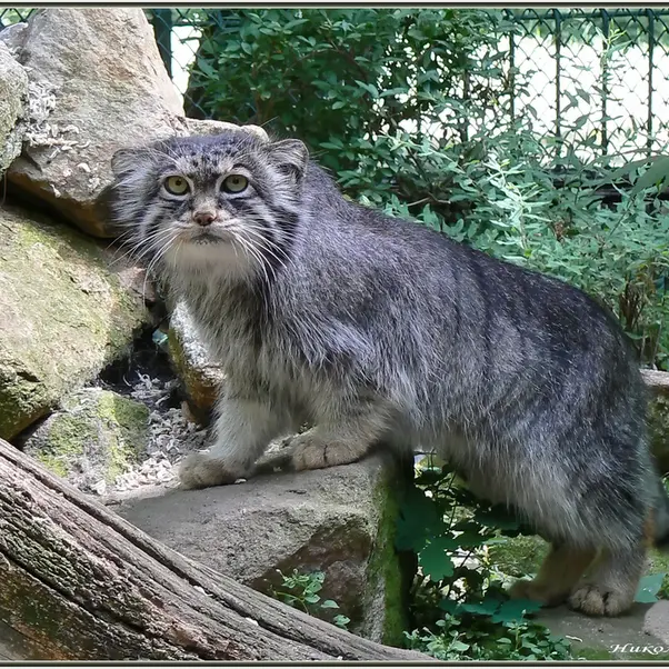 Фотография с манулом в Познаньском Новом Зоопарке