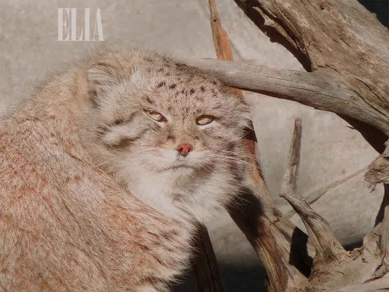 Фотография Олафа в Зоопарке Калгари / Институте Уайлдере