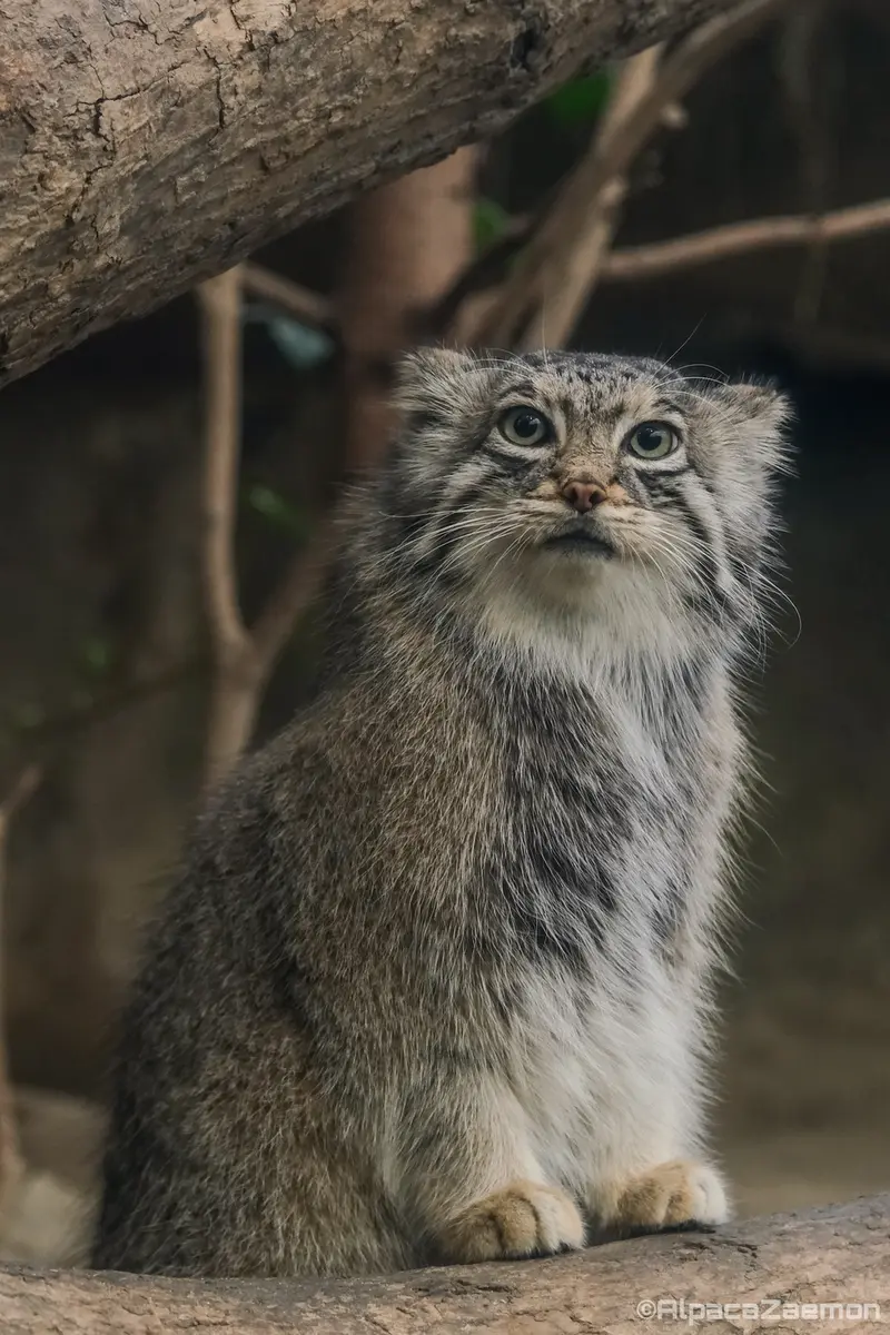 Фотография Аз в Царстве Животных Кобе