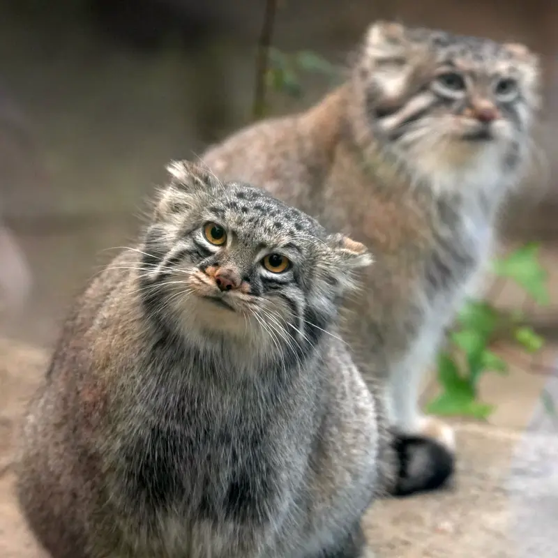 Фотография Мей в Царстве Животных Кобе