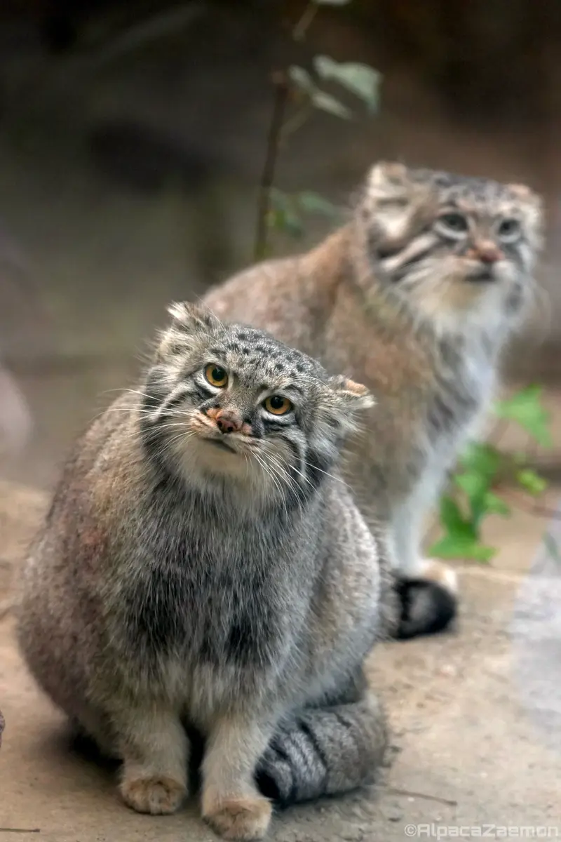 Фотография Аз и Мей в Царстве Животных Кобе