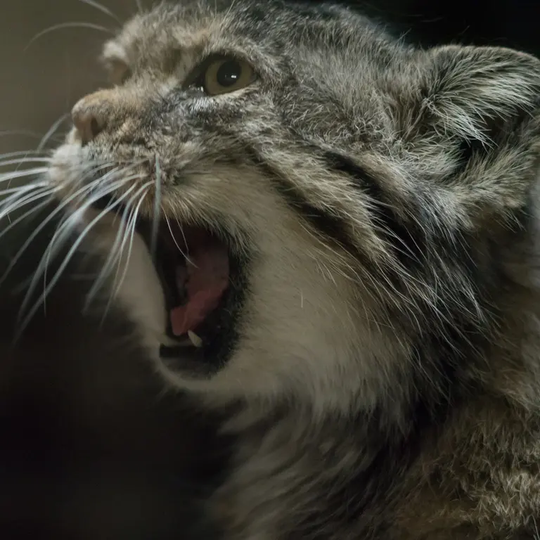 Фотография Примулы в Зоопарке Уено