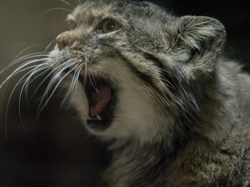 Фотография Примулы в Зоопарке Уено