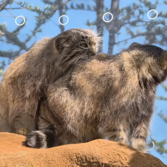 Фотография с манулом в Пражском Зоопарке