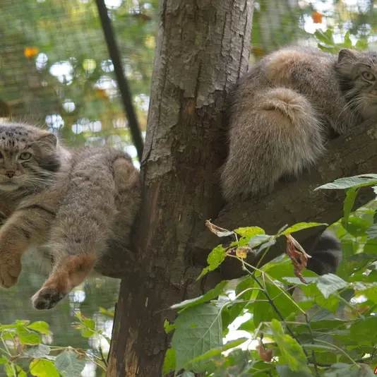 Фотография Отто и Спая в Зоопарке Спайсифик