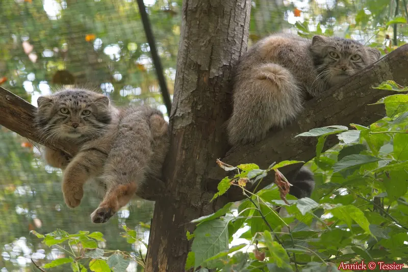 Фотография Отто и Спая в Зоопарке Спайсифик